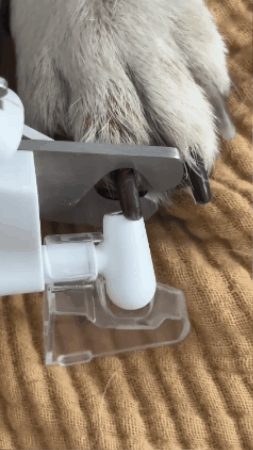 🐾 Nail Care That Doesn't Stress Your Pet