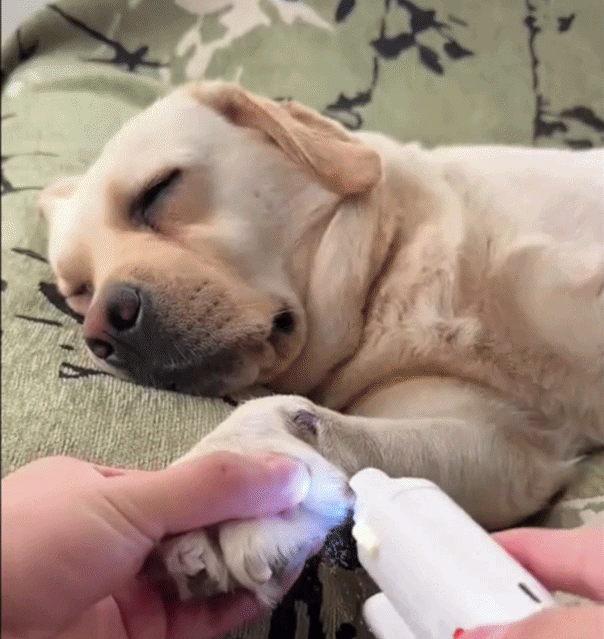🐾 Nail Care That Doesn't Stress Your Pet